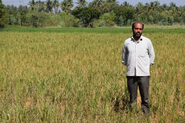 Suresh, 39, said his three-acre plot in Uppukunte in Kolar district used to yield at least 15 quintals of ragi. He said he would be lucky if he gets even half a quintal this year. (HT Photo)