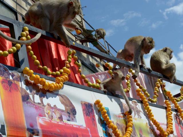 Monkeys eat fruits and vegetables which were displayed in a van near an ancient temple during the annual "monkey buffet" in Lopburi province, north of Bangkok on November 27. (AFP)