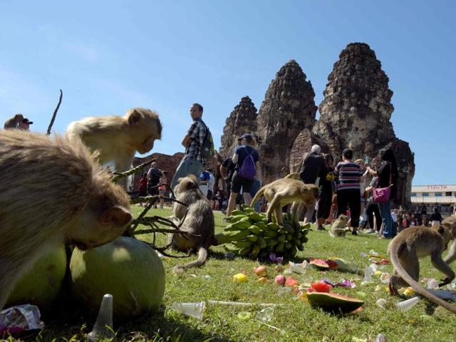Monkeys eat fruits at an ancient temple during the annual "monkey buffet" in Lopburi province, north of Bangkok on November 27. (AFP)