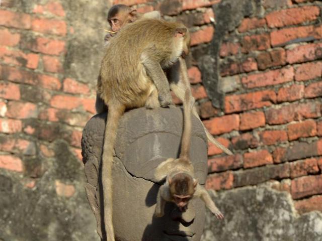 Monkeys climb up a Buddha statue during the annual "monkey buffet" Bangkok. (AFP)