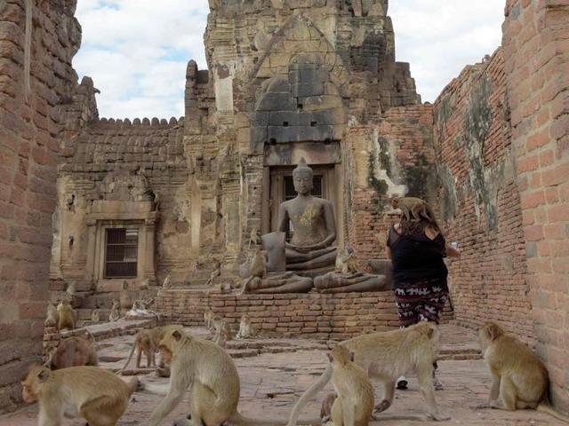 Monkeys jump up onto a tourist at an ancient temple during the annual "monkey buffet" Bangkok. (AFP)