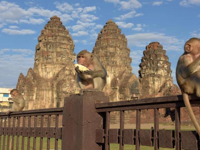 Monkeys eat bananas at an ancient temple during the annual "monkey buffet" in Thailand. (AFP)