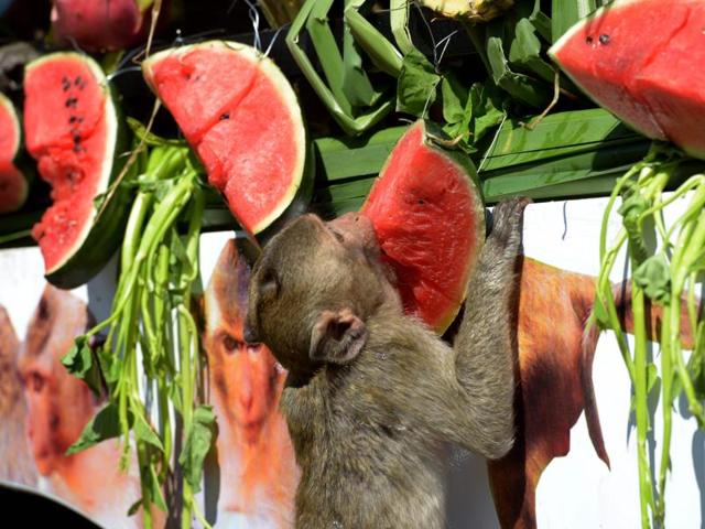A monkey eats a watermelon from a van near an ancient temple during the annual "monkey buffet" in Bangkok. (AFP)