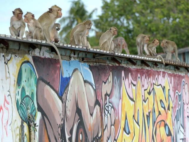 Monkeys sit above a wall with graffiti near an ancient temple during the annual "monkey buffet" in Lopburi province, north of Bangkok on November 27. (AFP)