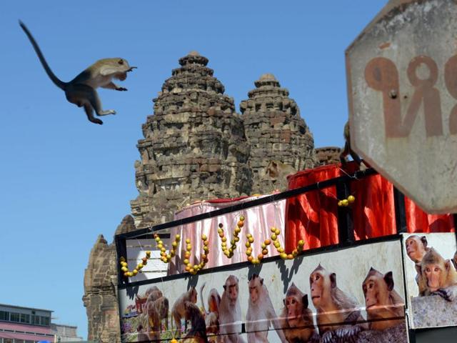 A monkey jumps onto a van loaded with fruits and vegetables near an ancient temple during the annual "monkey buffet" in Lopburi province, north of Bangkok. (AFP)