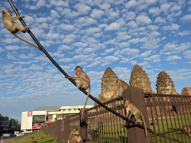 Monkeys climb up a cable near an ancient temple during the annual "monkey buffet" in Lopburi province, north of Bangkok on November 27. (AFP)