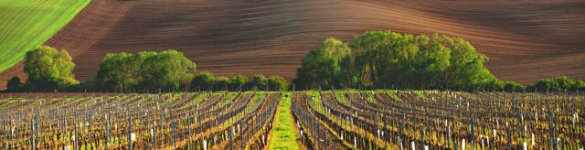 French vineyards produce some of the headiest, most popular wines in the world. (Shutterstock)