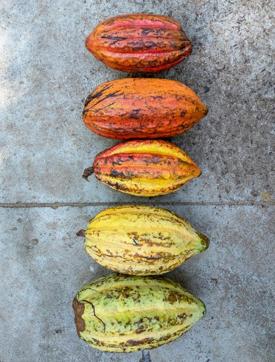 Chocolate beans from Annamalai Hills in Tamil Nadu Chocolate beans from Annamalai Hills in Tamil Nadu