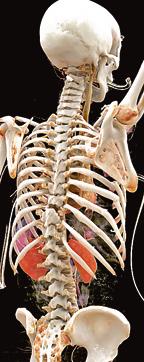 Even in relatively simple cases like multiple rib fractures, technology offers doctors an immersive experience. (General Hospital of Vancouver, Canada) Even in relatively simple cases like multiple rib fractures, technology offers doctors an immersive experience. (General Hospital of Vancouver, Canada)