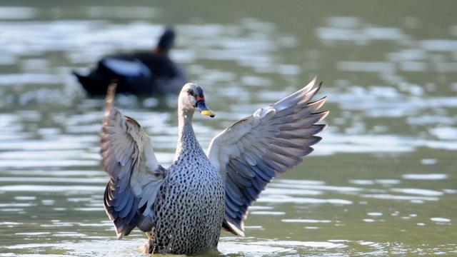 ROYAL PLUMAGE: A Siberian bird flapping its wings (Anil Dayal/HT Photo)