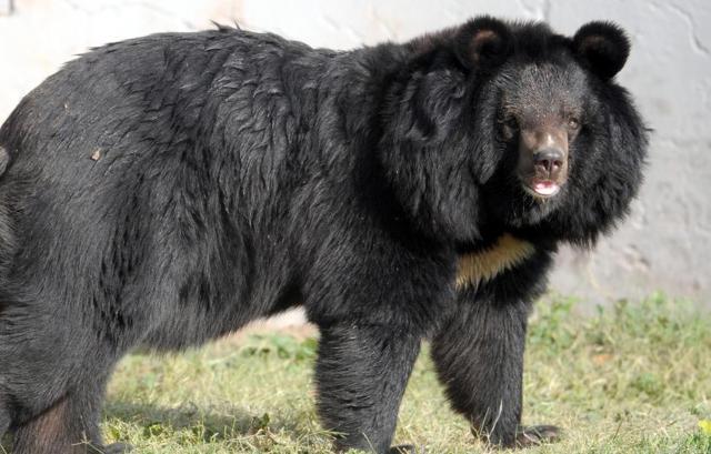 Black bear at Chhatbir Zoo (Anil Dayal/HT Photo)