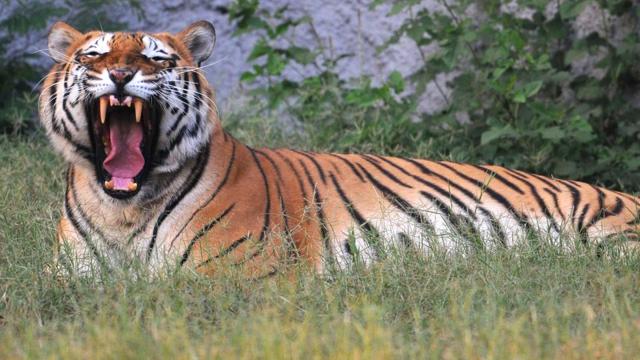 Animal kingdom at Chandigarh’s Chhatbir Zoo | Hindustan Times