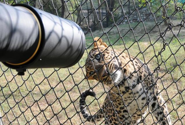 WHY SO CURIOUS? Pasha, the leopard, stares into the camera lens (Anil Dayal/HT Photo)