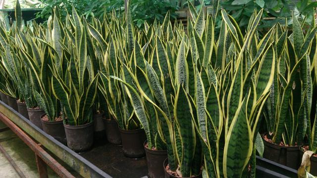 The sansevieria or mother-in-law’s tongue. Do you have one at home? The sansevieria or mother-in-law’s tongue. Do you have one at home?