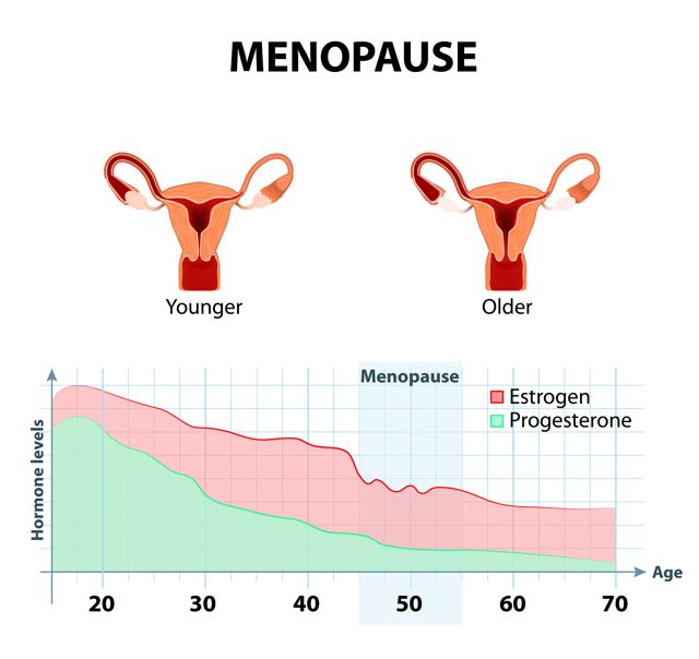 Menopausal women experience an accelerated decline in lung function ...