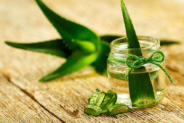 Aloe Vera is a great as it absorbs both carbon dioxide and carbon monoxide. (Shutterstock) Aloe Vera is a great as it absorbs both carbon dioxide and carbon monoxide. (Shutterstock)