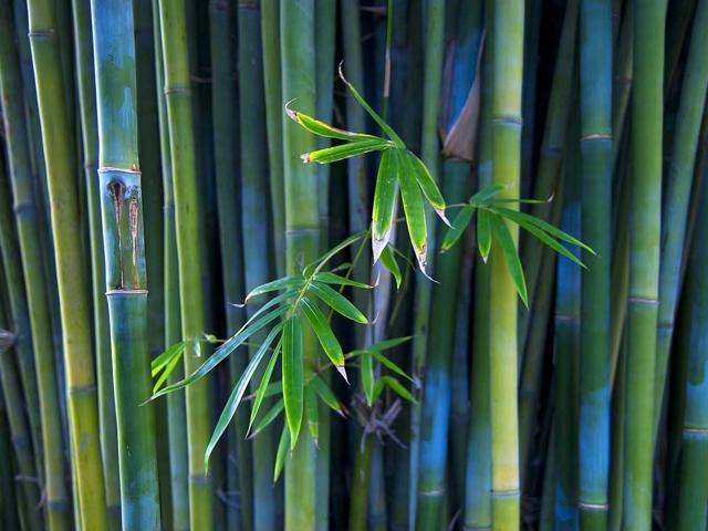 Bamboo is effective in keeping air clean and germ-free. (Shutterstock) Bamboo is effective in keeping air clean and germ-free. (Shutterstock)