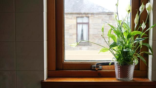 Peace Lilies help prevent bacterial spread. (Shutterstock) Peace Lilies help prevent bacterial spread. (Shutterstock)