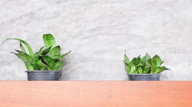 Snake Plant is to be kept in the bedroom as it releases oxygen at night. (Shutterstock) Snake Plant is to be kept in the bedroom as it releases oxygen at night. (Shutterstock)