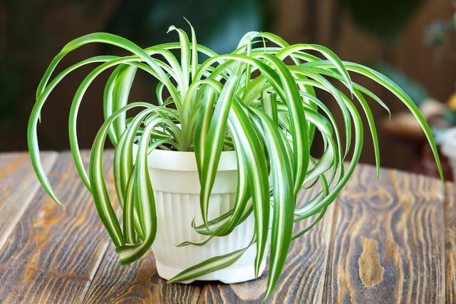 Spider plant removes gasoline from the air. (Shutterstock) Spider plant removes gasoline from the air. (Shutterstock)