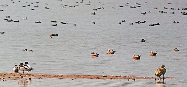 (Extreme left) three Common shelducks sit on a silt bar at Sukhna Lake in January 2002. (PHOTO: SANJAY KAUSHAL) (Extreme left) three Common shelducks sit on a silt bar at Sukhna Lake in January 2002. (PHOTO: SANJAY KAUSHAL)