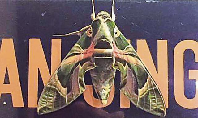 An Oleander hawk moth sits pretty still on a nameplate at night. (PHOTO: HEMANI SINGH) An Oleander hawk moth sits pretty still on a nameplate at night. (PHOTO: HEMANI SINGH)
