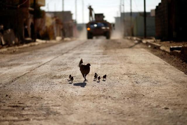 A hen with its chicks are seen on the street during clashes with Islamic State militants in the neighbourhood of Intisar, eastern Mosul. (Reuters Photo) A hen with its chicks are seen on the street during clashes with Islamic State militants in the neighbourhood of Intisar, eastern Mosul. (Reuters Photo)