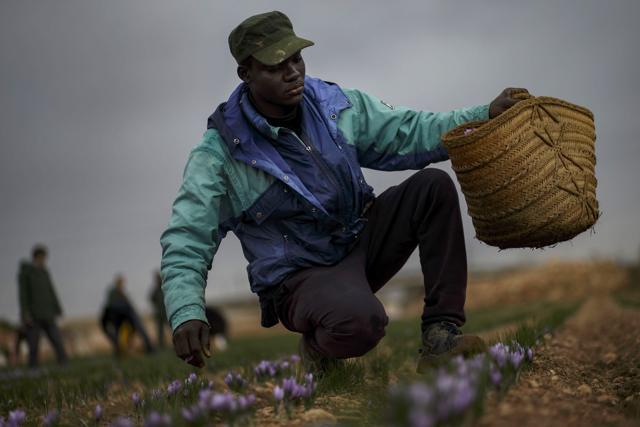 A harvester paid in a job-by-job basis carries a basket full of saffron flowers at one of the Molineta de Minaya saffron company's plots in Minaya on November 4, 2016. (AFP) A harvester paid in a job-by-job basis carries a basket full of saffron flowers at one of the Molineta de Minaya saffron company's plots in Minaya on November 4, 2016. (AFP)