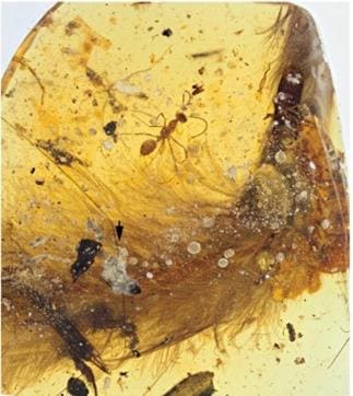 dinosaur tail preserved in amber