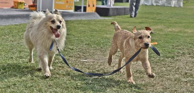 A dog enjoys a stroll with his newfound friend at the convention. A dog enjoys a stroll with his newfound friend at the convention.