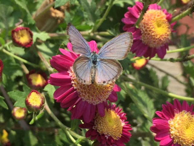 A petite butterfly graces Chrysanthemum blooms in the garden of the writer’s Chandigarh house. (VIKRAM JIT SINGH) A petite butterfly graces Chrysanthemum blooms in the garden of the writer’s Chandigarh house. (VIKRAM JIT SINGH)
