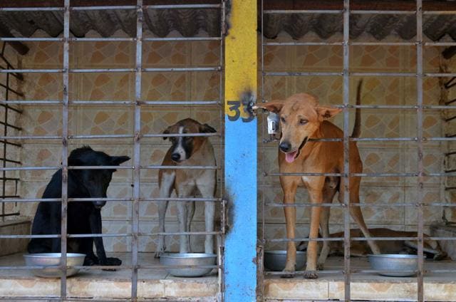 Dirty surroundings, dog aggression, and vandalised property, the list of complaints against strays are many. (Rishikesh Choudhary/HT Photo) Dirty surroundings, dog aggression, and vandalised property, the list of complaints against strays are many. (Rishikesh Choudhary/HT Photo)