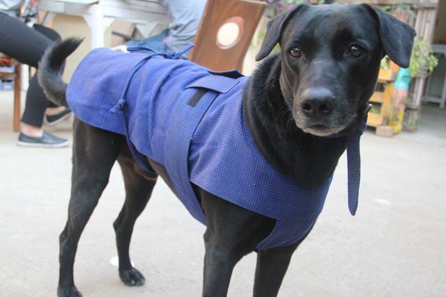Gap sports an indigo blue-coloured jacket and a collar made from old airplane seat covers. (Vimlendu Jha)