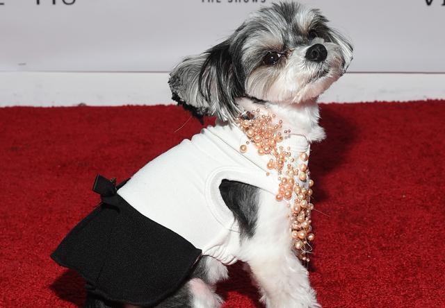 Tinkerbelle walked the red carpet in a black and white dress. (Ben Gabbe) Tinkerbelle walked the red carpet in a black and white dress. (Ben Gabbe)