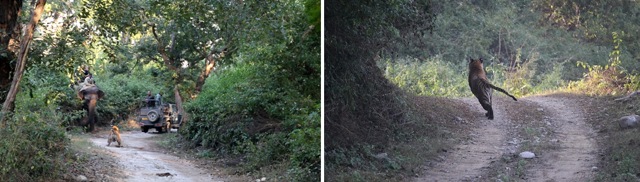 The tigress charges at the elephant and (right) later hounds a Maruti Gypsy on the dirt track. (HARMIT AHUJA) The tigress charges at the elephant and (right) later hounds a Maruti Gypsy on the dirt track. (HARMIT AHUJA)