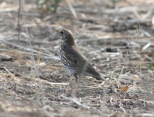 Songh thrush at Mangar Bani in a rare sighting in India. (PRITPAL PANJETA) Songh thrush at Mangar Bani in a rare sighting in India. (PRITPAL PANJETA)