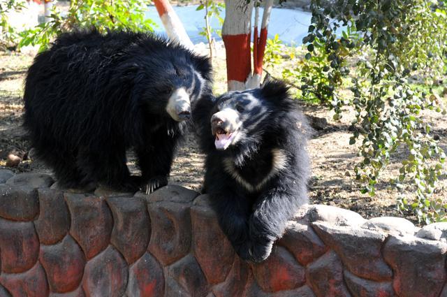 A pair of bears at the Indore zoo. (Shankar Mourya/ HT photo) A pair of bears at the Indore zoo. (Shankar Mourya/ HT photo)