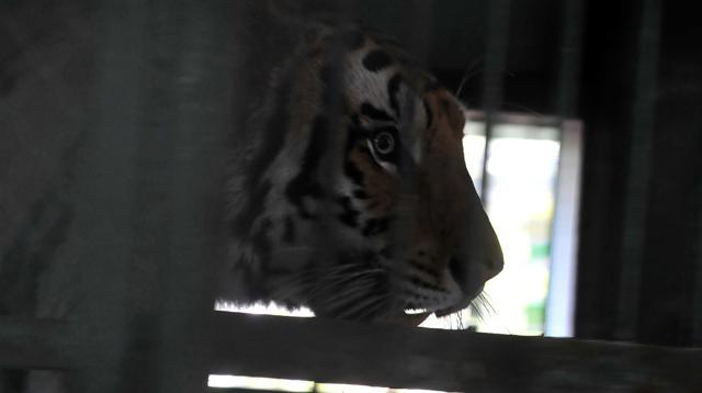 Tigress Jamuna, which escaped its enclosure twice in a fortnight earlier this month, is currently housed in a cage but is likely to be shifted to a bigger enclosure. (Shankar Mourya/ HT photo) Tigress Jamuna, which escaped its enclosure twice in a fortnight earlier this month, is currently housed in a cage but is likely to be shifted to a bigger enclosure. (Shankar Mourya/ HT photo)