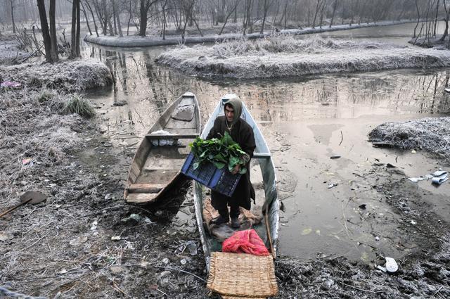 A Kashmiri vegetable vendor unloads vegetables from a boat on a cold morning in Srinagar. (Waseem Andrabi/HT photo) A Kashmiri vegetable vendor unloads vegetables from a boat on a cold morning in Srinagar. (Waseem Andrabi/HT photo)