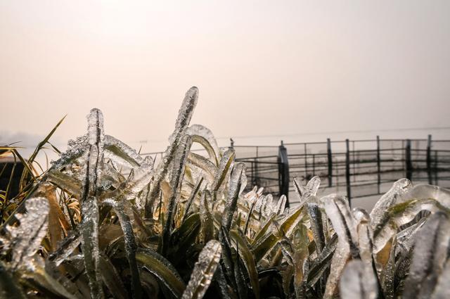 Grass covered in ice on a cold morning in Srinagar. (Waseem Andrabi/HT photo) Grass covered in ice on a cold morning in Srinagar. (Waseem Andrabi/HT photo)