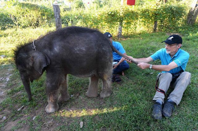 Willem Schaftenaar (R), a Dutch vet from Rotterdam Zoo who works as a volunteer for the Animals Asia foundation, playing with one-year-old elephant "Gold" . (AFP Photo) Willem Schaftenaar (R), a Dutch vet from Rotterdam Zoo who works as a volunteer for the Animals Asia foundation, playing with one-year-old elephant "Gold" . (AFP Photo)