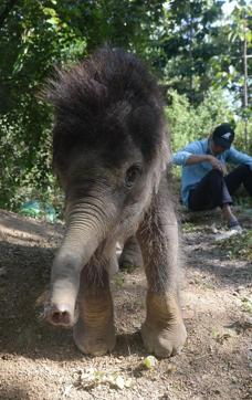 One-year-old male elephant "Gold" playing inside the Dak Lak Elephant Conservation Centre. (AFP Photo) One-year-old male elephant "Gold" playing inside the Dak Lak Elephant Conservation Centre. (AFP Photo)