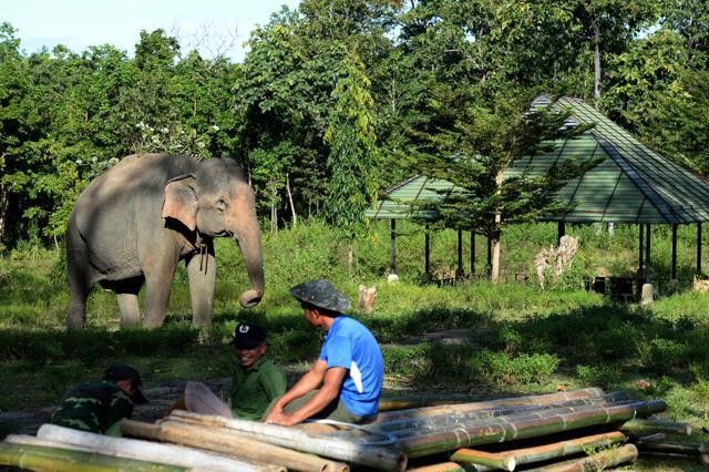 Workers resting near a 32-year-old domestic female elephant at a tourist site in the central Vietnamese highland province of Dak Lak. (AFP Photo) Workers resting near a 32-year-old domestic female elephant at a tourist site in the central Vietnamese highland province of Dak Lak. (AFP Photo)