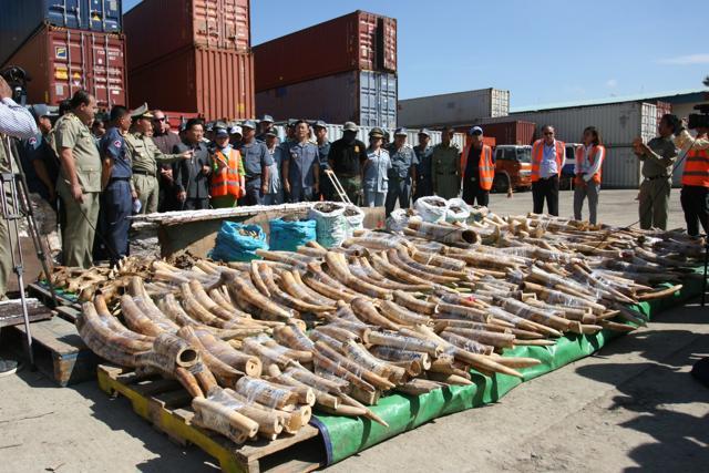 Officers from Cambodian customs display some of the 1.3 tonnes of African elephant tusks seized from containers shipped from Mozambique, at Kandal port, Cambodia. (AFP file photo) Officers from Cambodian customs display some of the 1.3 tonnes of African elephant tusks seized from containers shipped from Mozambique, at Kandal port, Cambodia. (AFP file photo)