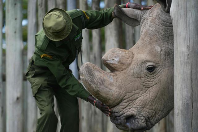 A caregiver calms Sudan, the last known male of the northern white rhinoceros subspecies at the Ol Pejeta conservancy in Laikipia County -- at the foot of Mount Kenya -- that is home to the planet's last-three northern white rhinoceros. (AFP file photo) A caregiver calms Sudan, the last known male of the northern white rhinoceros subspecies at the Ol Pejeta conservancy in Laikipia County -- at the foot of Mount Kenya -- that is home to the planet's last-three northern white rhinoceros. (AFP file photo)