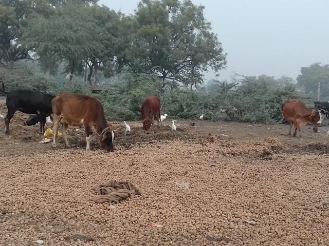 Farmers suffered a setback when the government recalled Rs 1,000 and Rs 500 notes. (HT File Photo) Farmers suffered a setback when the government recalled Rs 1,000 and Rs 500 notes. (HT File Photo)