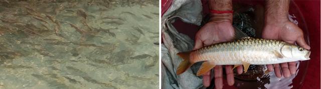 Golden mahseer in the Ranna Khad stream and (right) a mahseer at the Breeding Farm, Machhial. (PHOTOS: DR GURCHARAN S BANSAL) Golden mahseer in the Ranna Khad stream and (right) a mahseer at the Breeding Farm, Machhial. (PHOTOS: DR GURCHARAN S BANSAL)