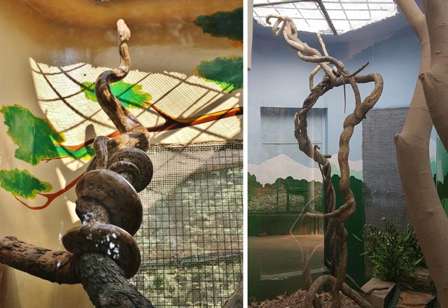 A Rock python and (right) a Rat snake curled around a stout vine reach for the open-top roof to seek the sun’s warmth at Chhatbir’s Reptile House. (PHOTOS: SHIVJOT S. BHULLAR) A Rock python and (right) a Rat snake curled around a stout vine reach for the open-top roof to seek the sun’s warmth at Chhatbir’s Reptile House. (PHOTOS: SHIVJOT S. BHULLAR)