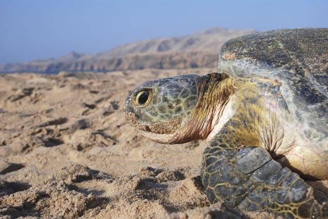 Check out the turtles in Oman. (Istock) Check out the turtles in Oman. (Istock)