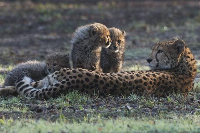 A Cheetah mother and three of her six cubs rest as they venture outside for the first time after their birth at Burgers' Zoo in Arnhem, eastern Netherlands. (AP File Photo) A Cheetah mother and three of her six cubs rest as they venture outside for the first time after their birth at Burgers' Zoo in Arnhem, eastern Netherlands. (AP File Photo)